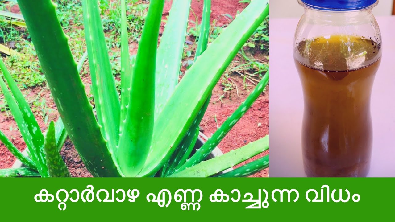 മുടി തഴച്ചു വളരാനും താരൻ അകറ്റാനും കറ്റാർവാഴ എണ്ണ ഇങ്ങനെ കാച്ചി നോക്കൂ ||Homemade Aloevera Hair Oil