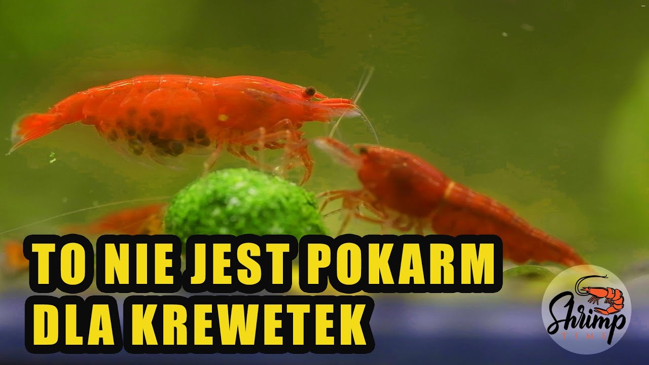 Przepis na pokarm, którym nie wolno karmić krewetek akwariowych!!