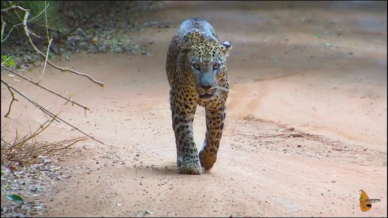 One day in wilpattu | Wilpattu Sri Lanka #wilpattusrilanka #animals #wildlife #safari #wildsrilanka