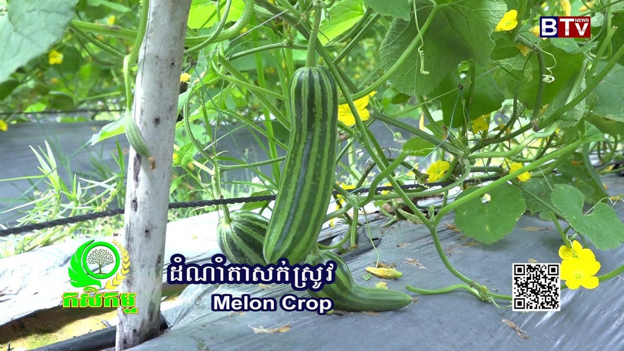AGRICULTURE/កសិកម្ម : ការដាំត្រសក់ស្រូវឡើងទ្រើង  (Melon Crop) Ep.01/3