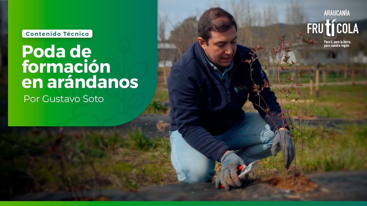 ¿Cómo hacer PODA de formación en ARÁNDANOS?