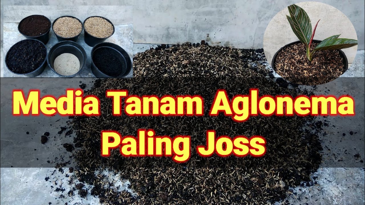 Komposisi Media Tanam Aglonema Terbaik