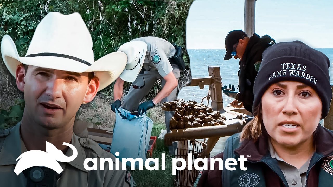 Guardianes usan sus talentos investigativos | Guardianes de Texas | Animal Planet