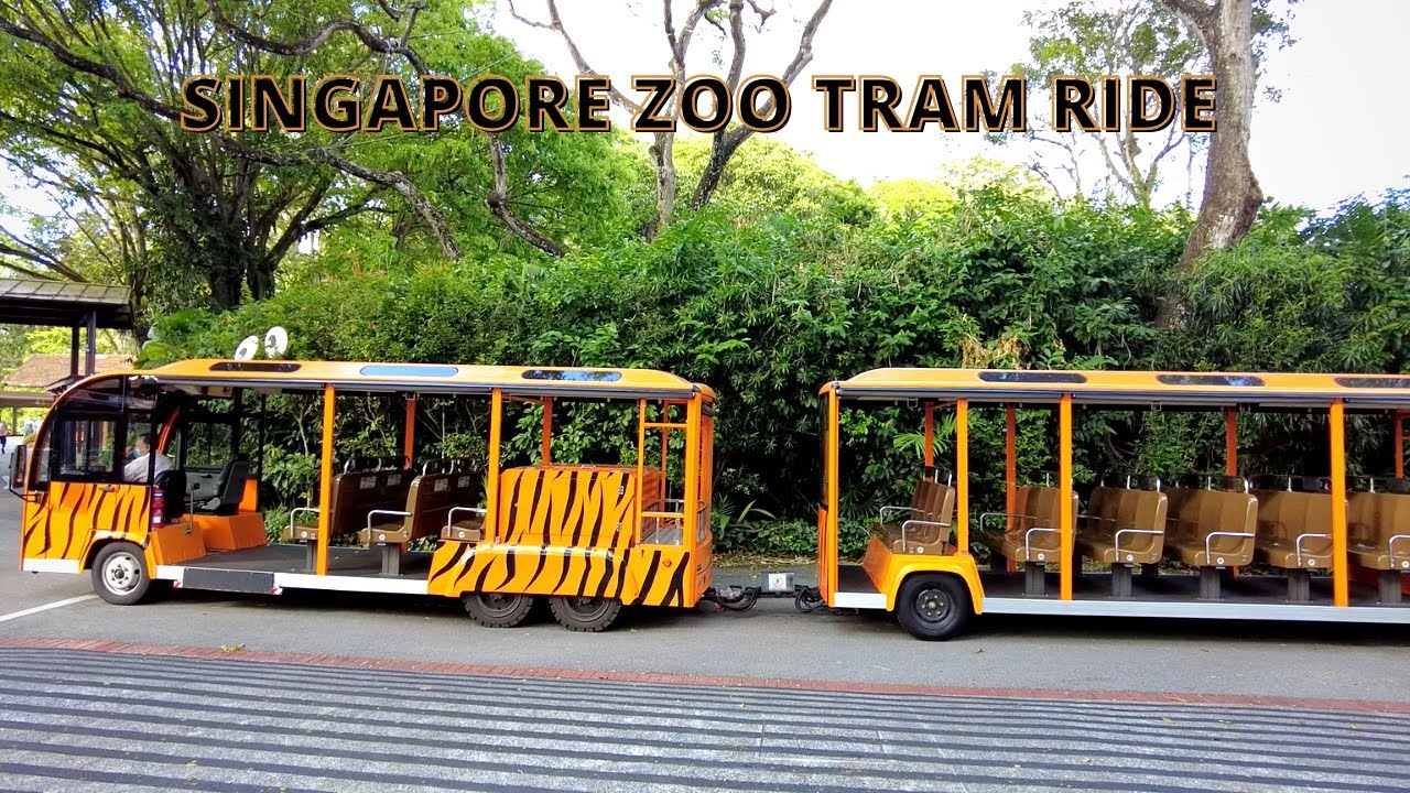 SINGAPORE ZOO TRAM RIDE FULL TOUR FROM STATION 1 TO STATION 4