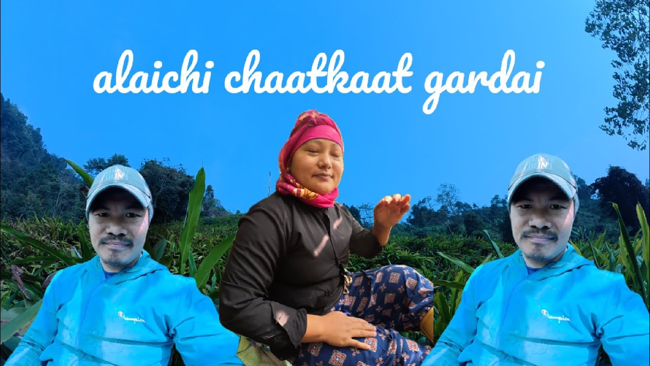 अब अलैची छाटकाट गर्न सुरु भयो है साथी हरु