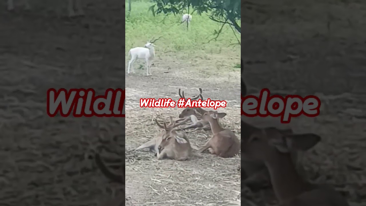 #wildlife #antelopes