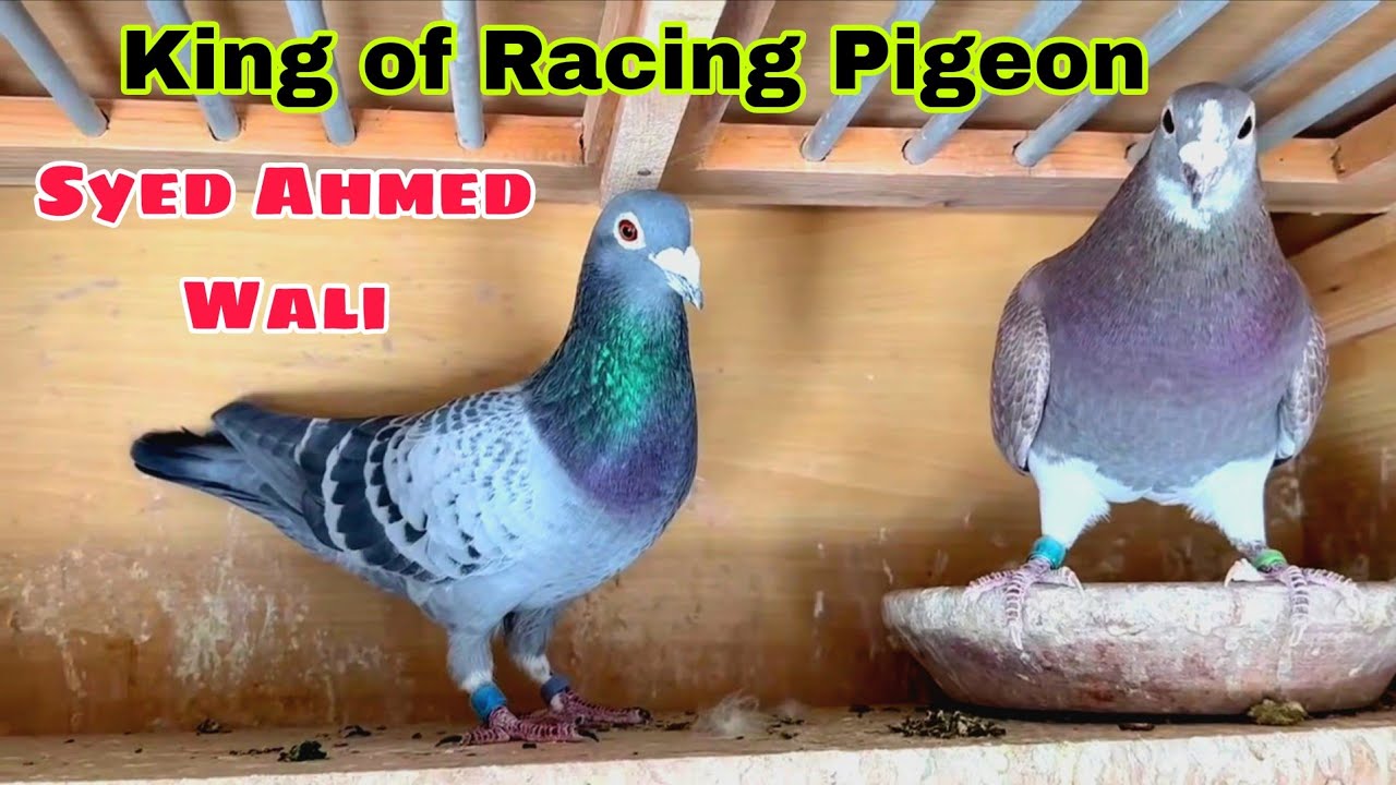 King Of Racing Pigeon | Syed Ahmed Wali Pigeons Loft | Top Performer Racer Kabutar | Kalapati race 