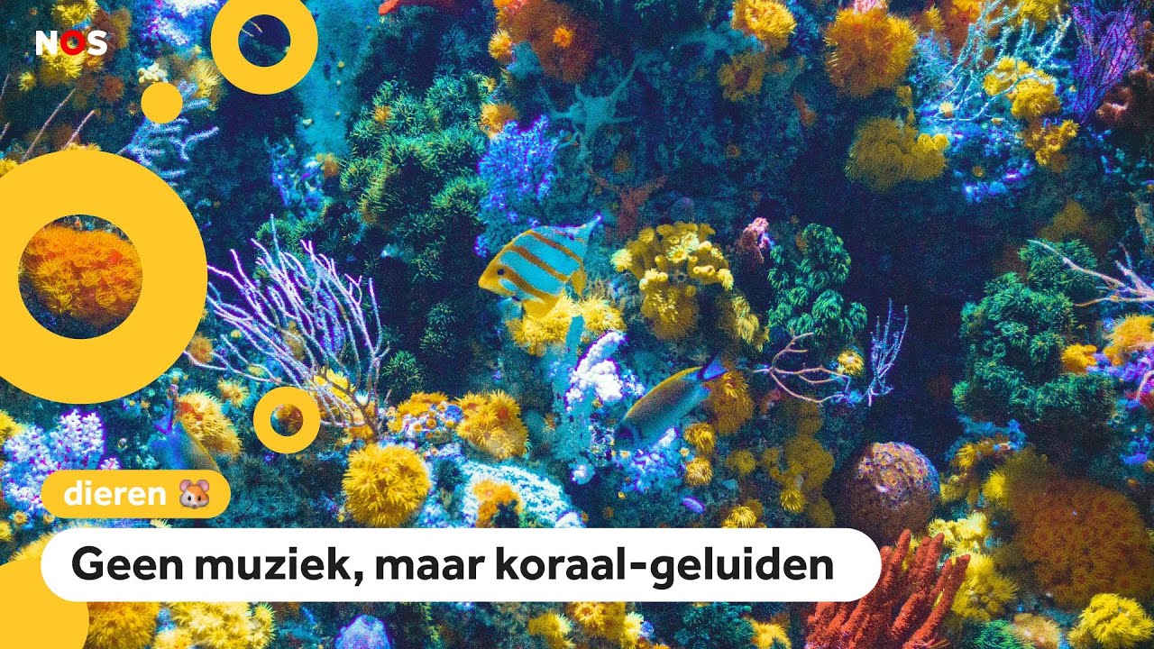 Onderzoekers willen koraalriffen herstellen met speakers
