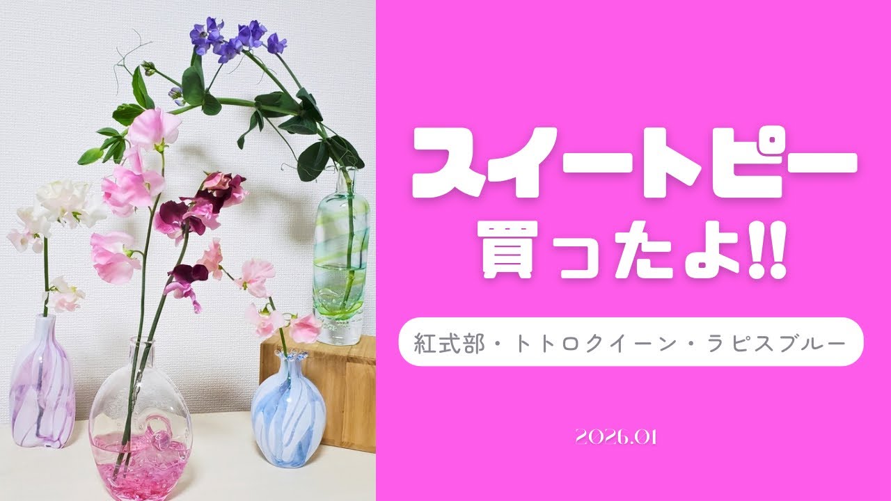 今週買ったお花紹介！スイートピー（紅式部・トトロクーン）宿根スイートピー（ラピスブルー）で春を感じましょう！