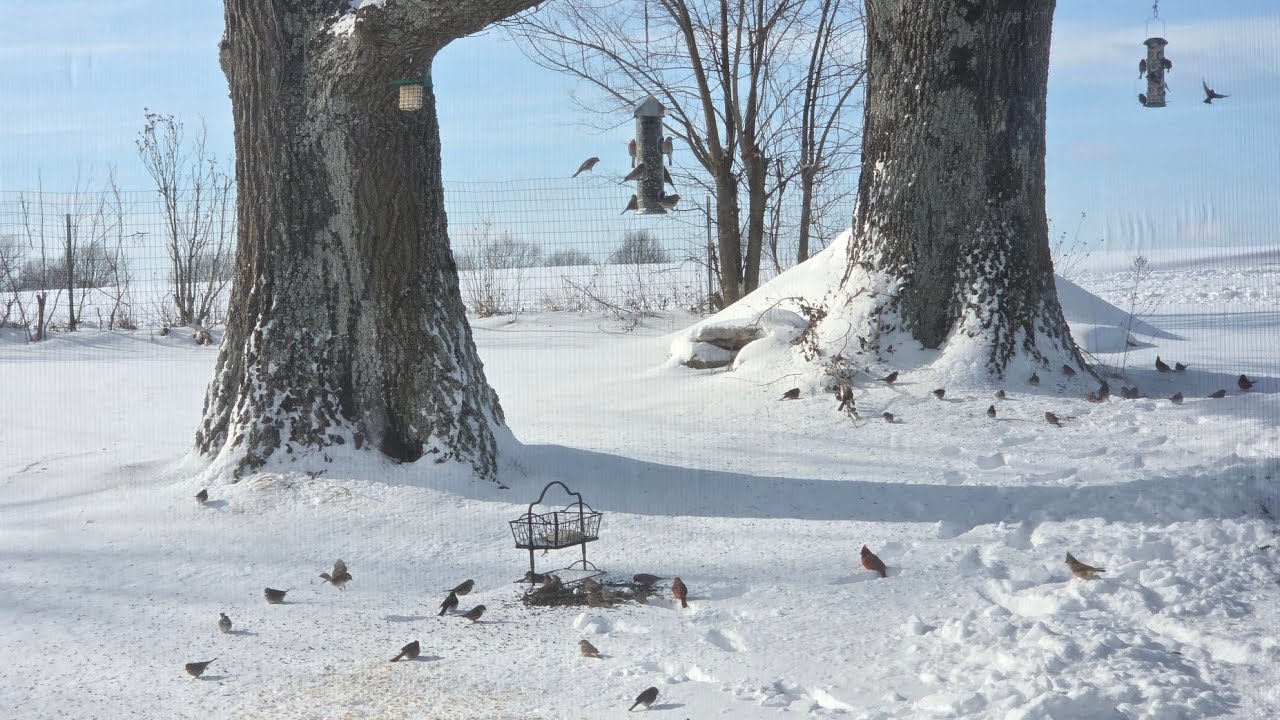 The Snow Has Melted! Let's Check on the Gardens. 