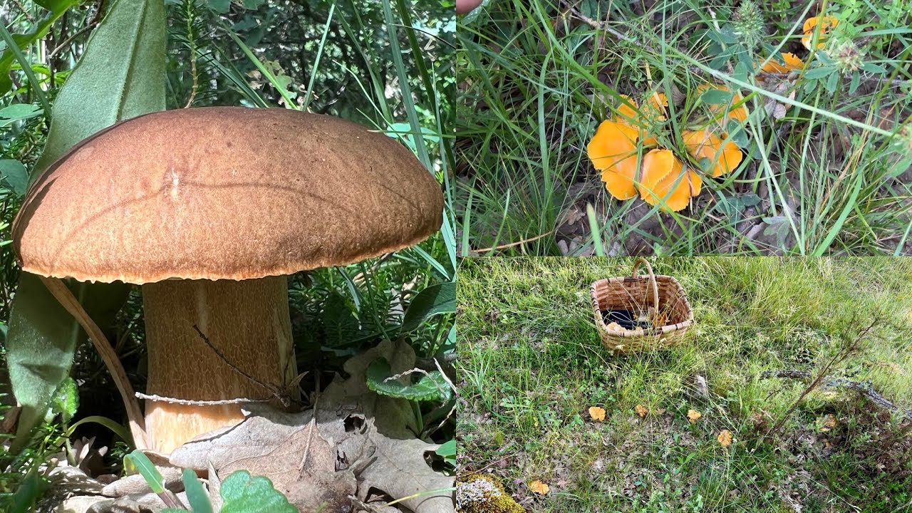 Boletus reticulatus y brotadon de cibarius en robles con sorpresa final🦌🍄‍🟫  21/6/2025