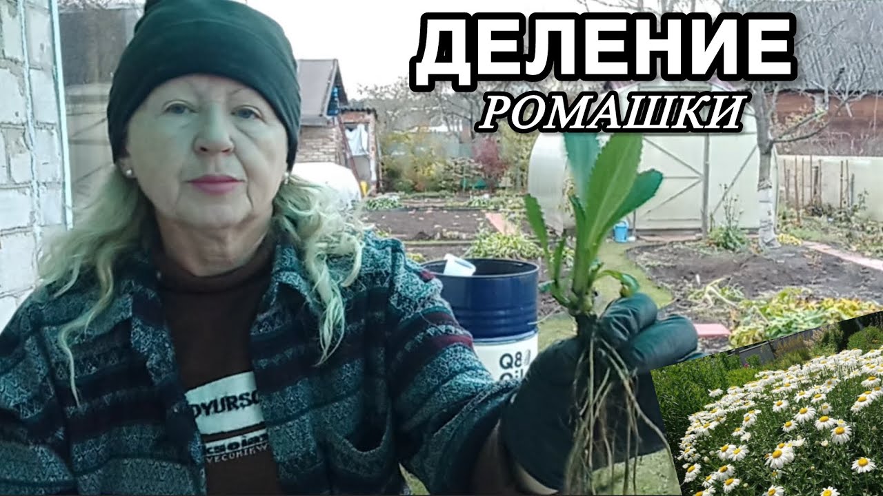 Как я стала королевой ромашек! Конкуренты копируют, но не догоняют 👑
