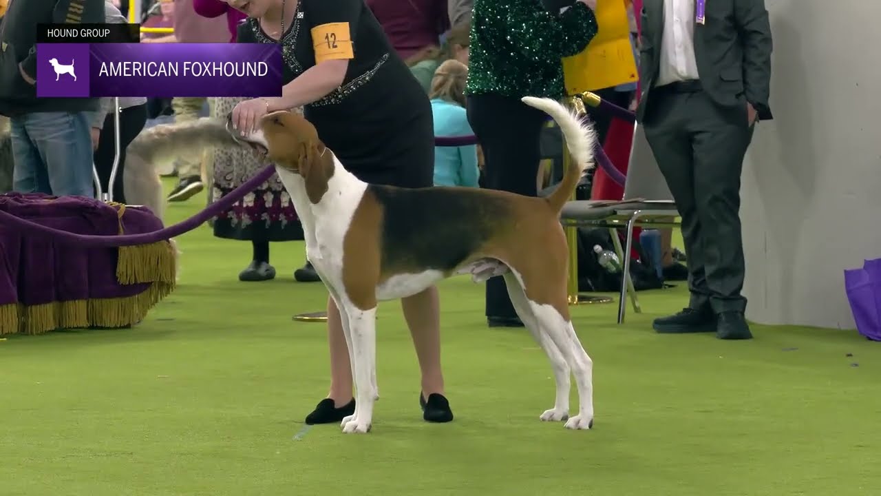 American Foxhounds | Breed Judging 2025