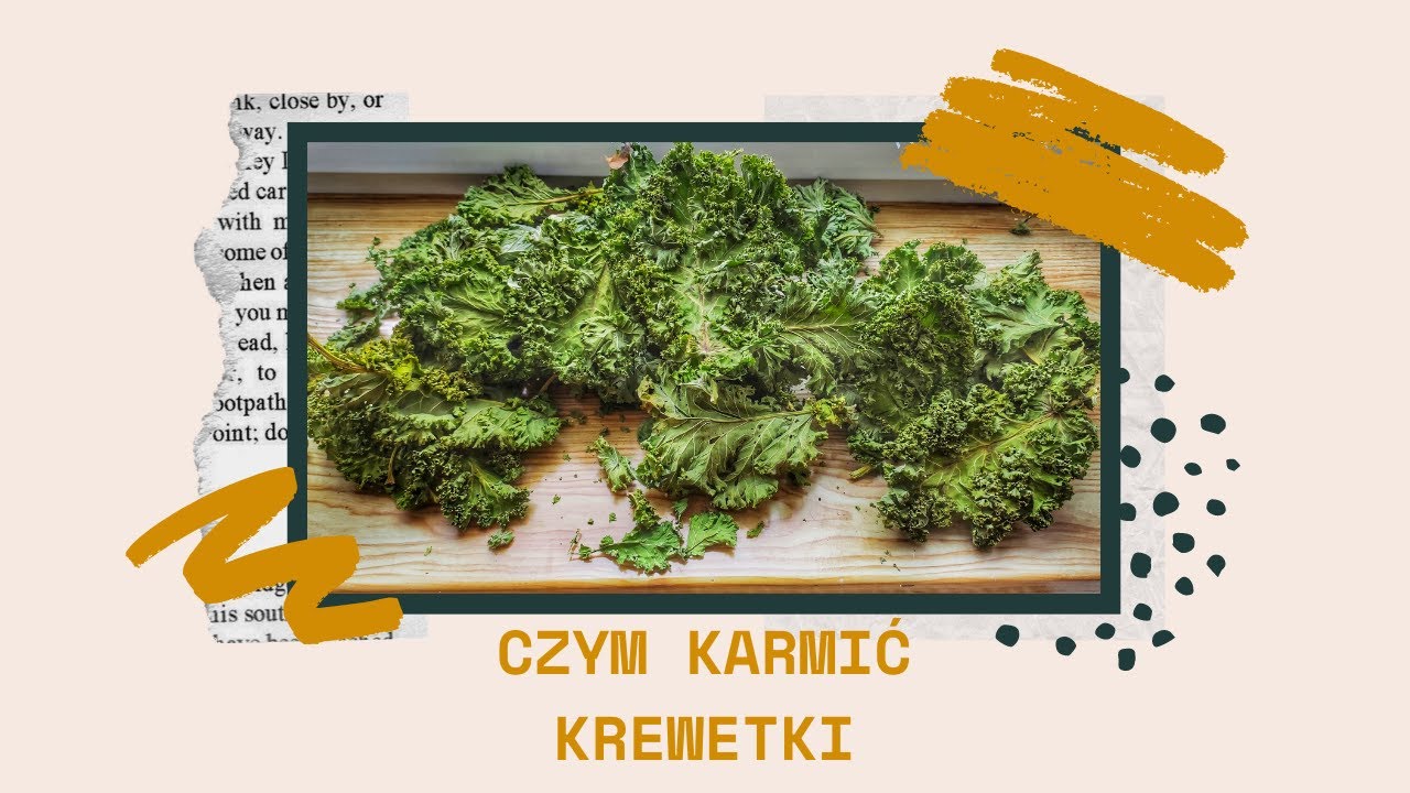 JAK i CZYM karmić KREWETKI AKWARIOWE - Jarmuż #1