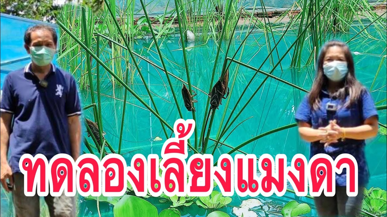 การเลี้ยงแมงดานา ในระยะทดลอง