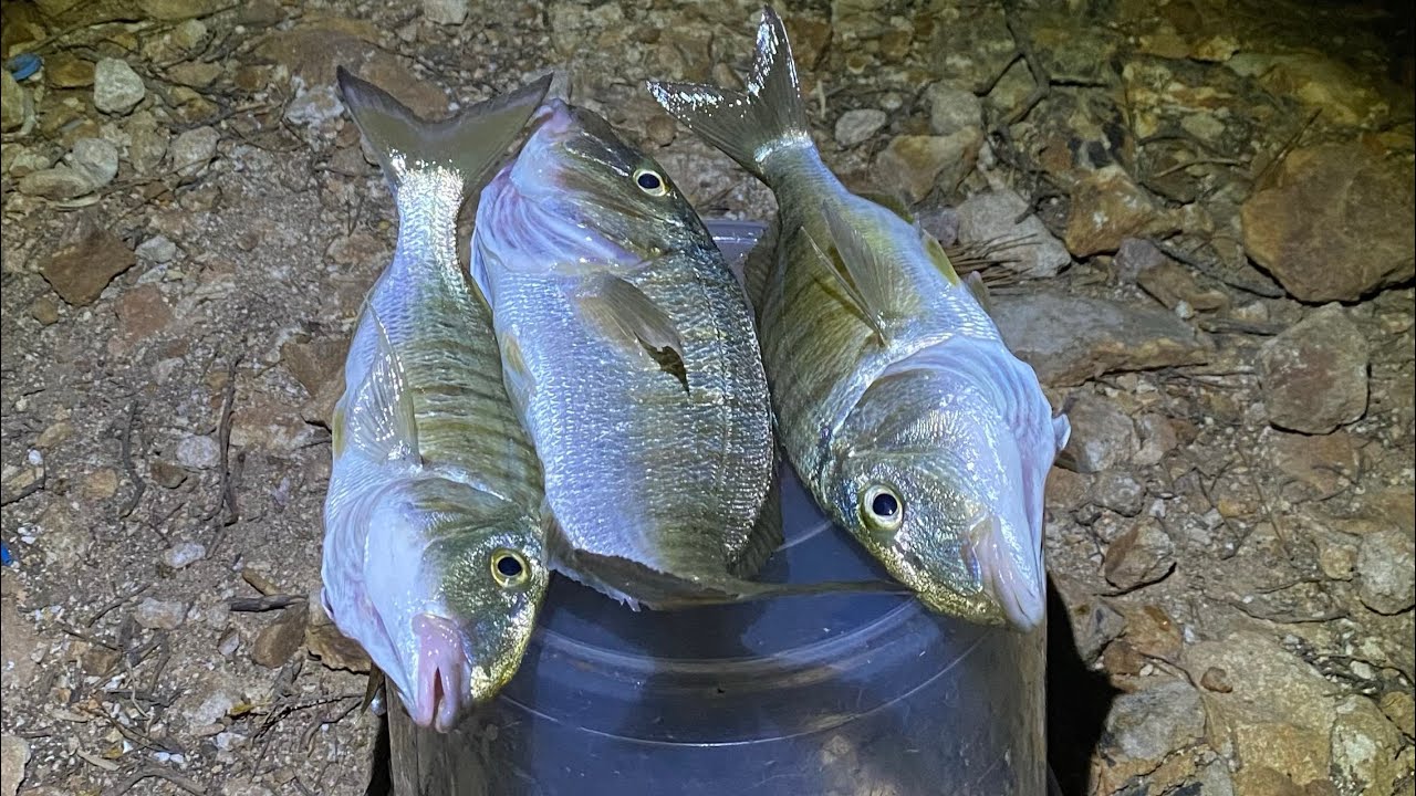 Takoz Mırmır Geldi! Ayvalık Balık Avı!