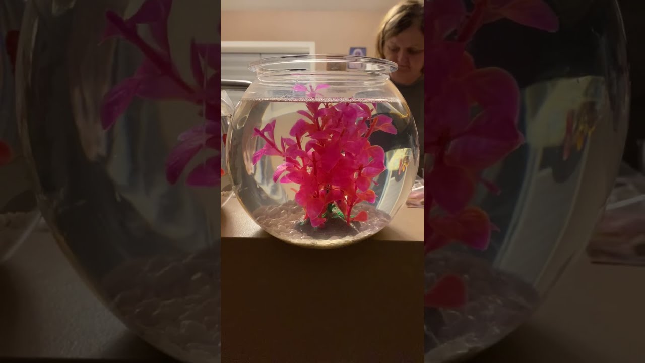 Join me watching fish party 🤗🤗😘