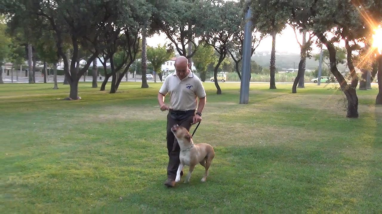 Curso OnLine Adiestramiento Canino en Obediencia Ejercicios Fase II