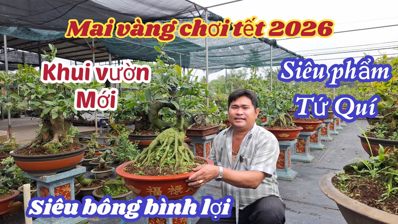 23/01/2026💥Mai vàng chơi tết 2026-siêu bông bình lợi, siêu bông ngọc phát ☎️ 0335218432 Việt 