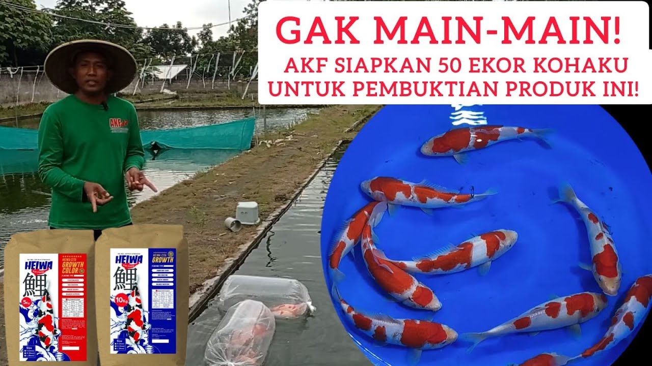 BEGINI PROSESNYA❗50 KOI SUPER KOHAKU DARI AKF UNTUK TEST PAKAN HAIWA❗