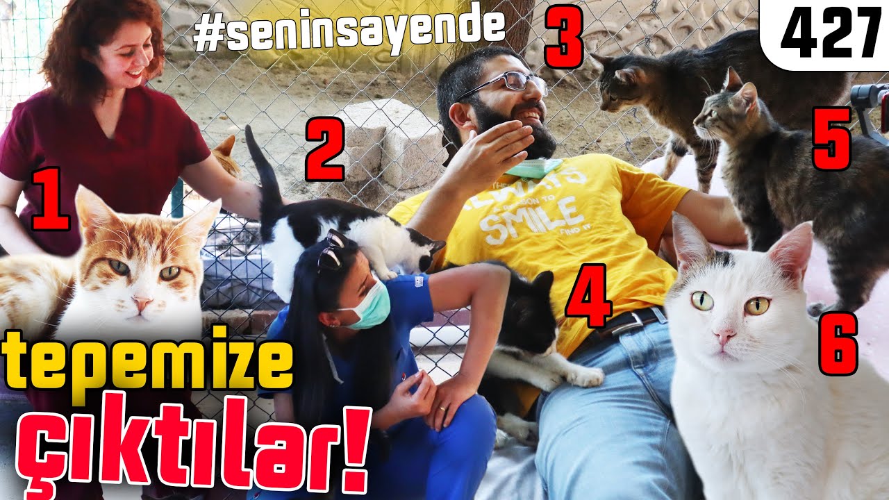 HERYER KEDİ! 😍 Yüzlerce kedi ile yaşamak - Nurhan Teyzenin Kedileri #seninsayende