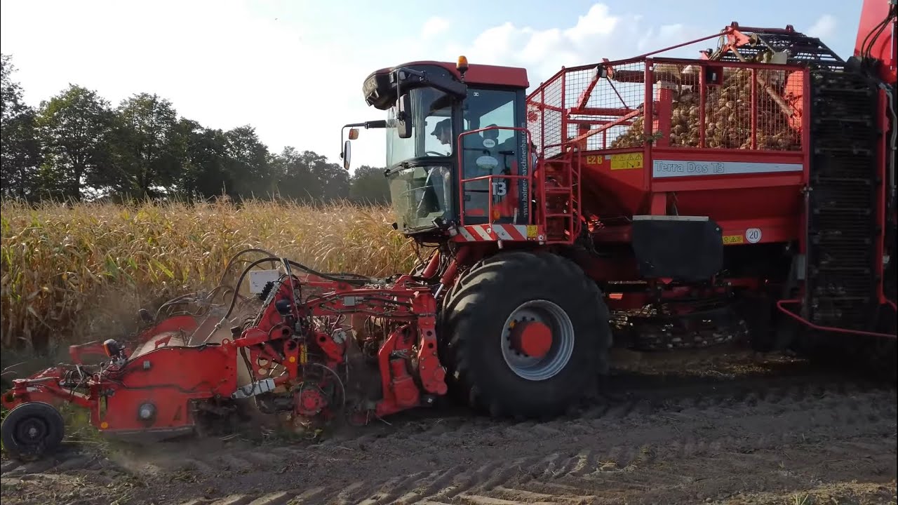 🔥Kopanie Buraków Cukrowych 2024🔥Holmer Terra Dos T3🔥