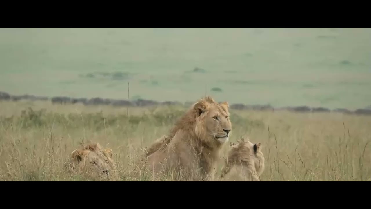 Rongai Boys watching the buffalo