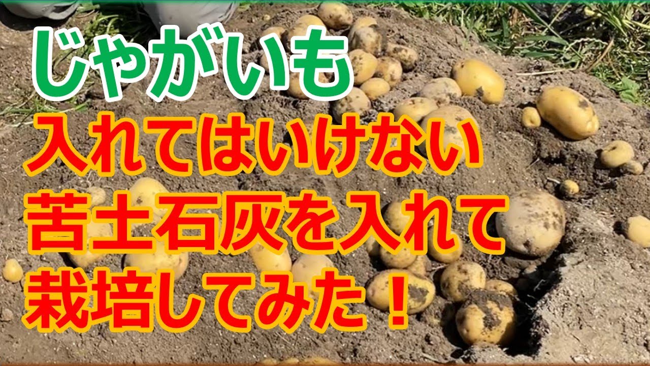 【そうか病になるのか】苦土石灰を入れて栽培したじゃがいもを掘ってみた！