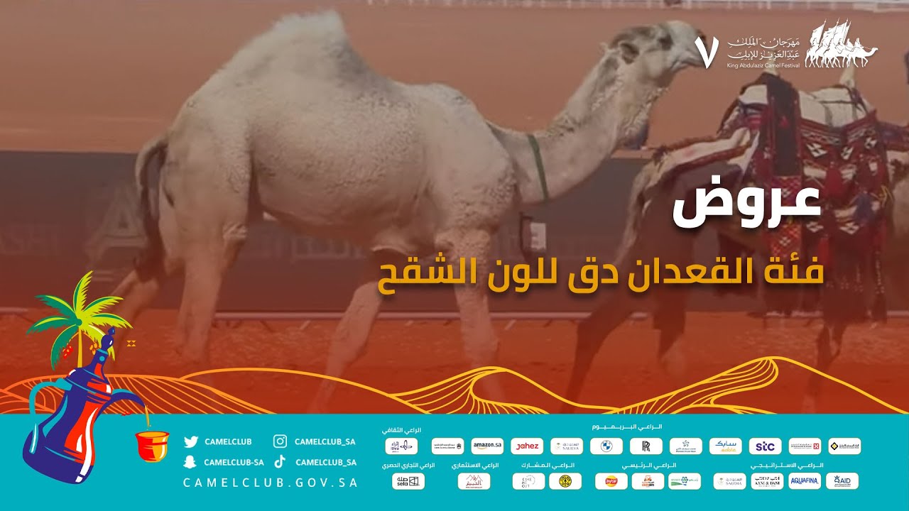 عروض فئة القعدان دق للون الشقح ضمن منافسات  #مهرجان_الملك_عبدالعزيز_للإبل7