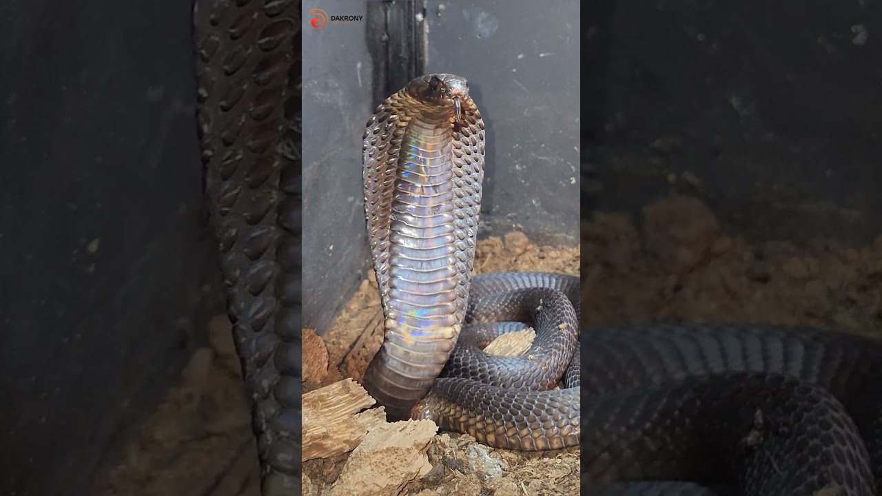 الكوبرا المصرية وهى تفرد غطاء الرقبة( القلنسوة ) Egyptian Cobra/ Naja haje