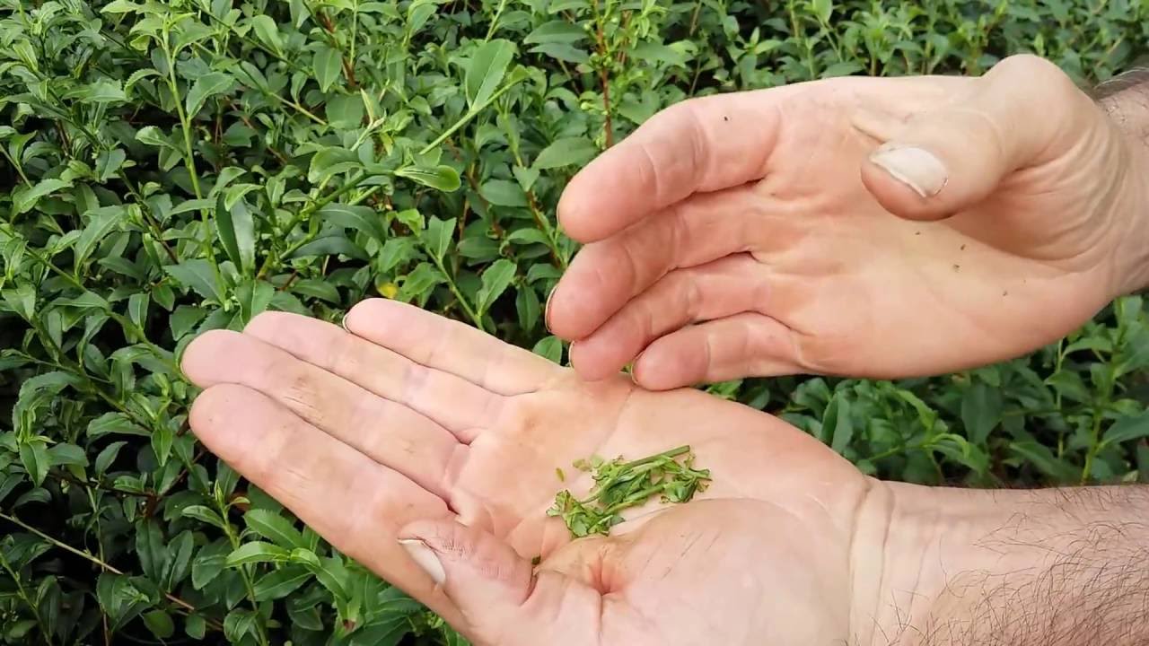 Grow your own Tea with Camellia sinensis
