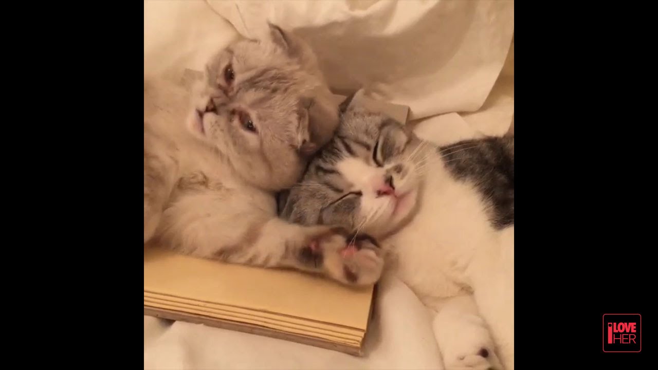 Taylor Swift 's Cats - Olivia and Meredith  'Best & Latest Videos'  -New Video-