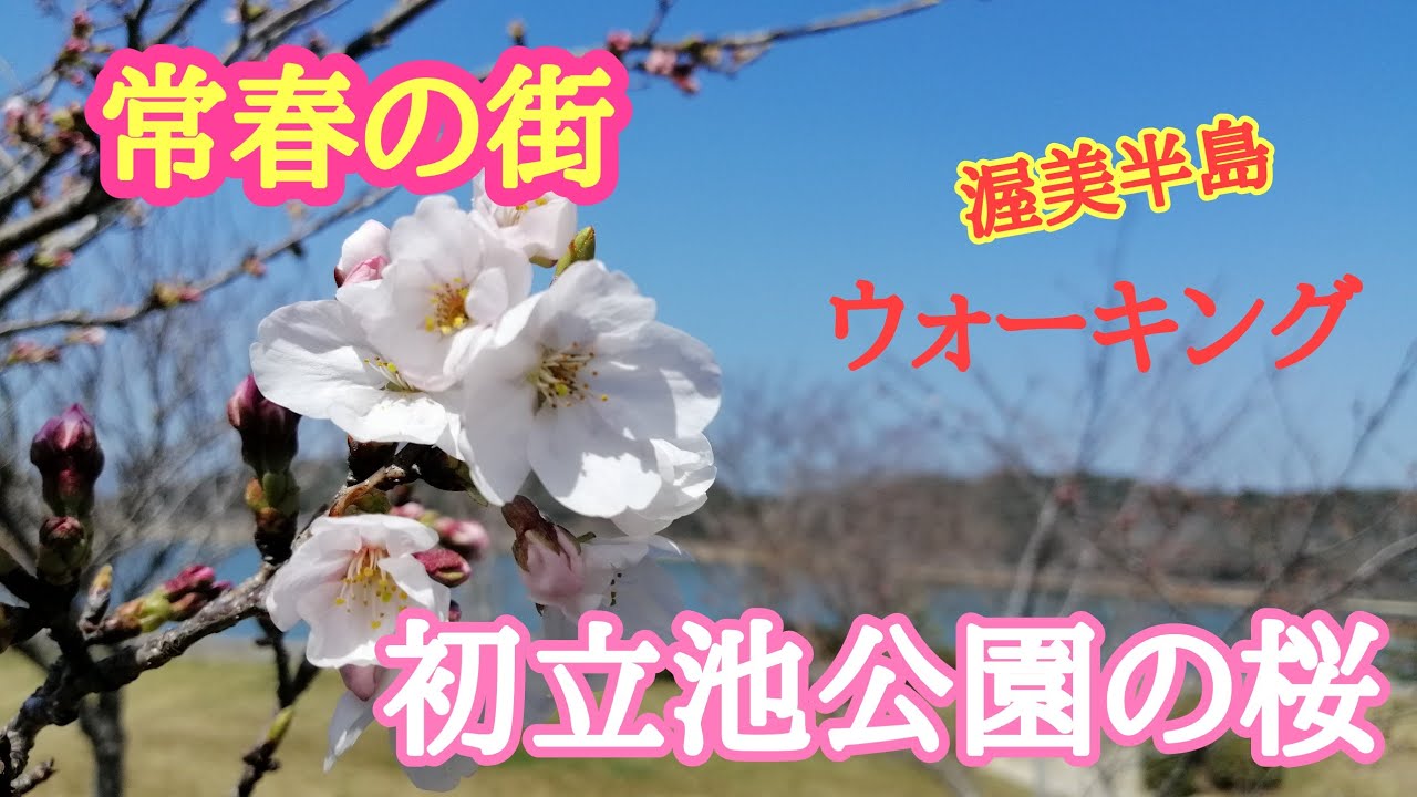 2023年初立池公園で花見しながら散歩3/22(水)