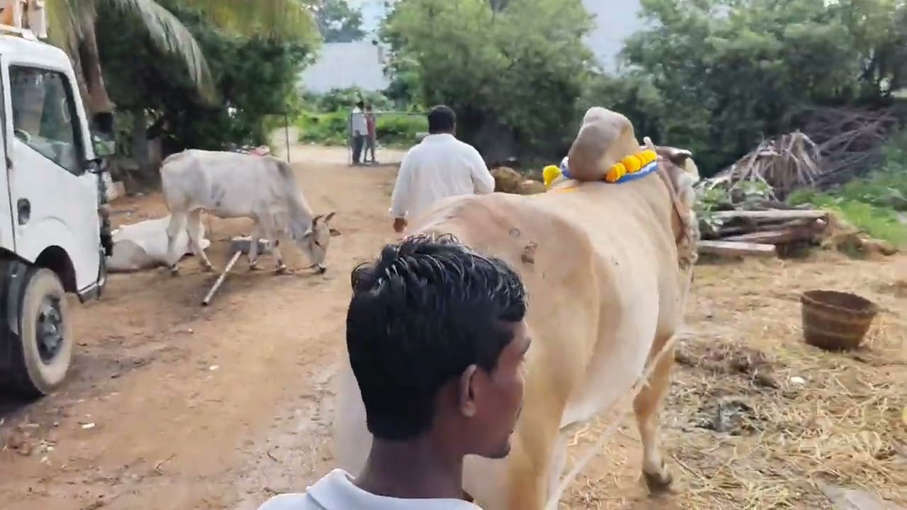 S. B. R బుల్స్ 800000 లక్షలు రూపాయిలు A. నారాయణపురం వారు రెడ్ మిర్చి బుల్ కొనడం జరిగినది