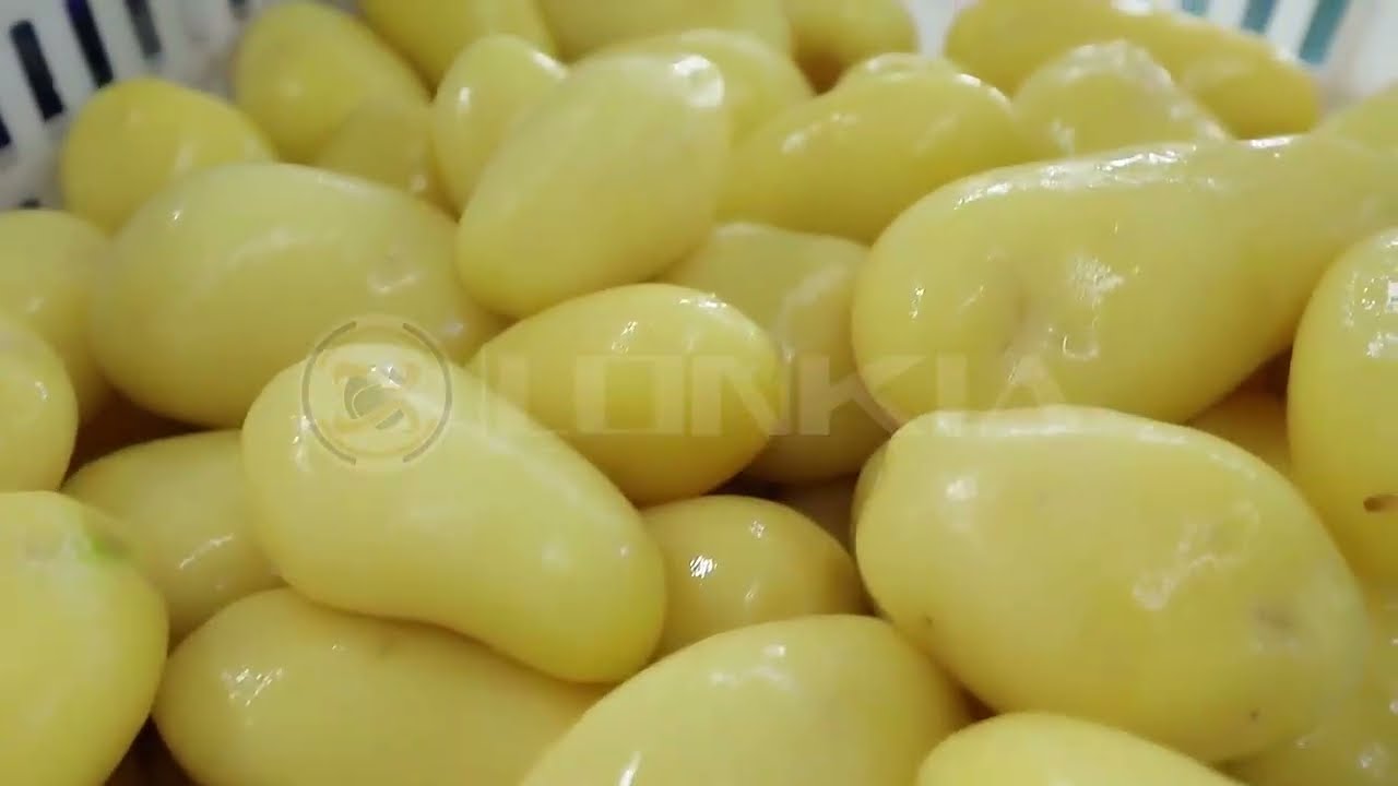 🥔 Industrial Potato Steam Peeling Machine | Large-Scale Processing Test