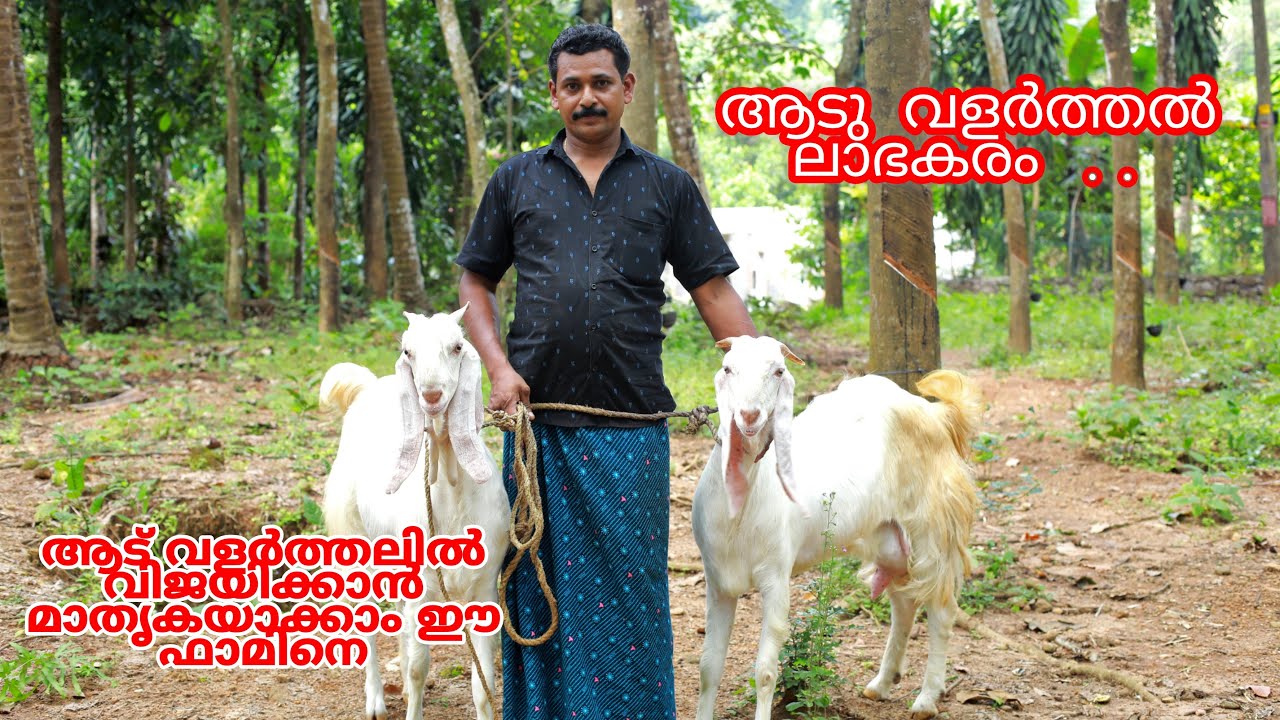 നല്ല ഇനം ഹൈബ്രീഡ് ആടുകളെ വാങ്ങാൻ ഇനി ഇങ്ങോട്ട് വരൂ | Profitabale Goat Farm | Shaaz Vibes