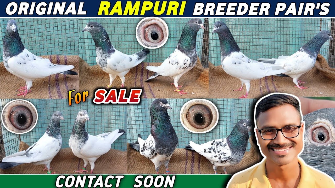 Original Rampuri Pigeons Sale in WEST BENGAL of Indranil Bhai | Rampuri Kabootar