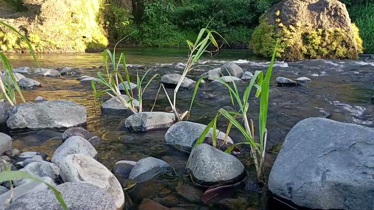 Soft River Murmurs | Midnight Calm for Mind & Body