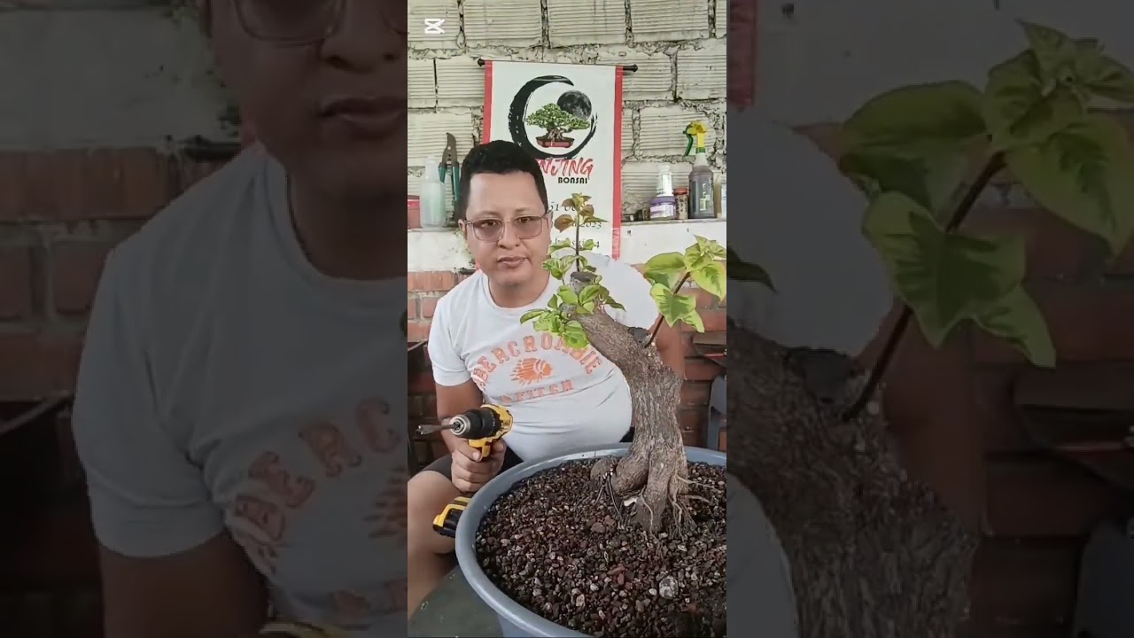 Cómo trabajar la ramificación de tu bugambilia primera parte  #apoyame #bonsaiaficionado #cali 