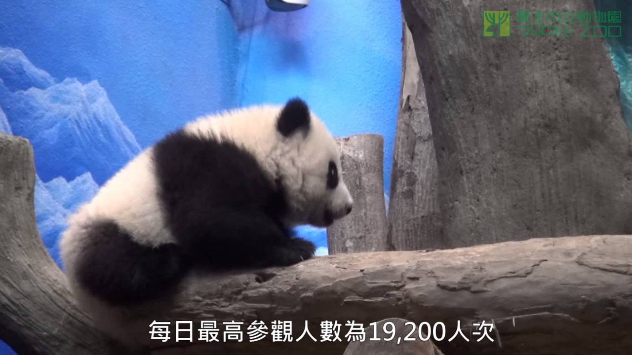 圓仔亮相 Debut of Yuan Zai on January 6th 2014