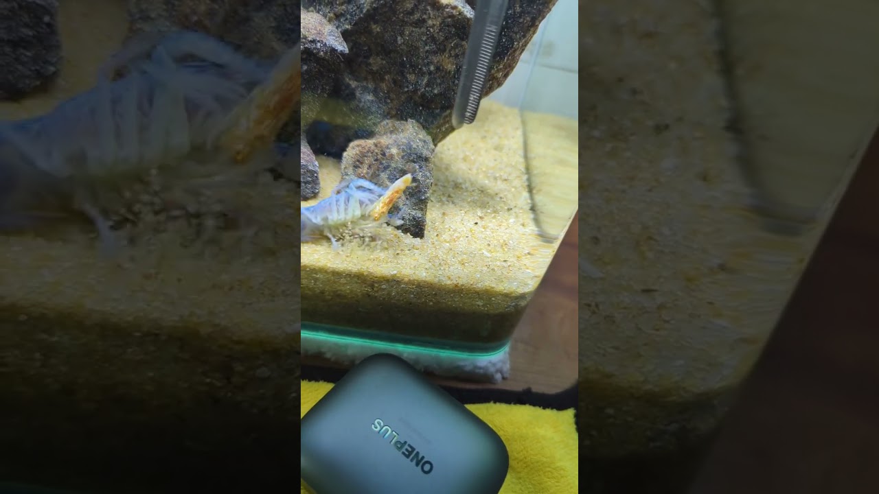 Cray fish Feeding | Ms. BLUE 💙 #crayfish  #lobster #aquarium