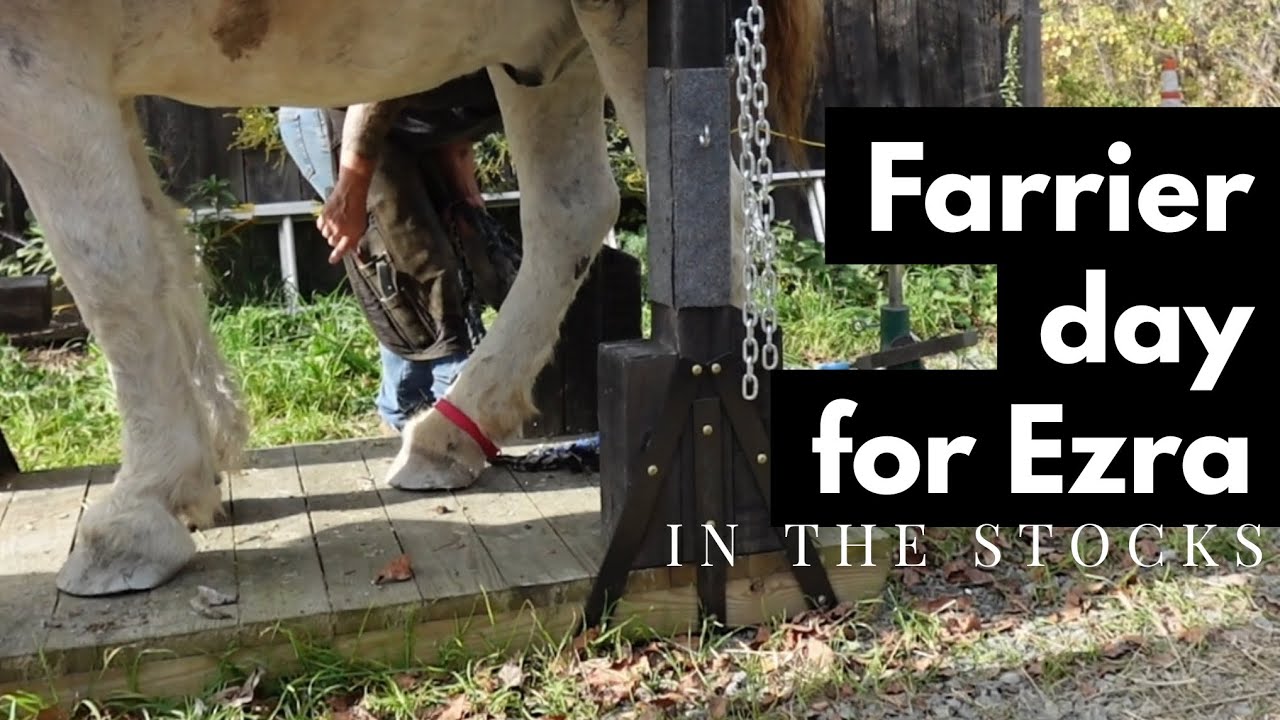 FARRIER DAY for EZRA the DRAFT RESCUE 🐎 ~ using the Stocks