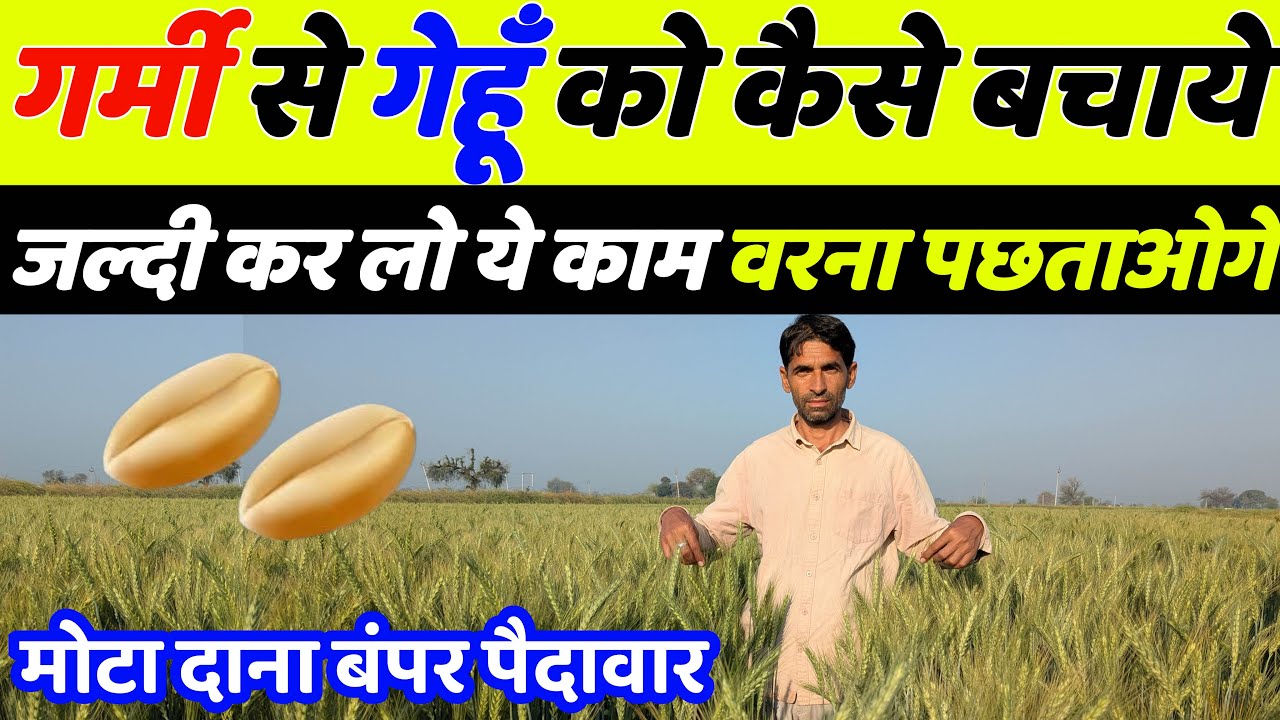 गर्मी से गेहूँ 🌾 को कैसे बचाएँ | Gehu me aakhri sichai kab karen | Gehu ki kheti | Wheat farming 