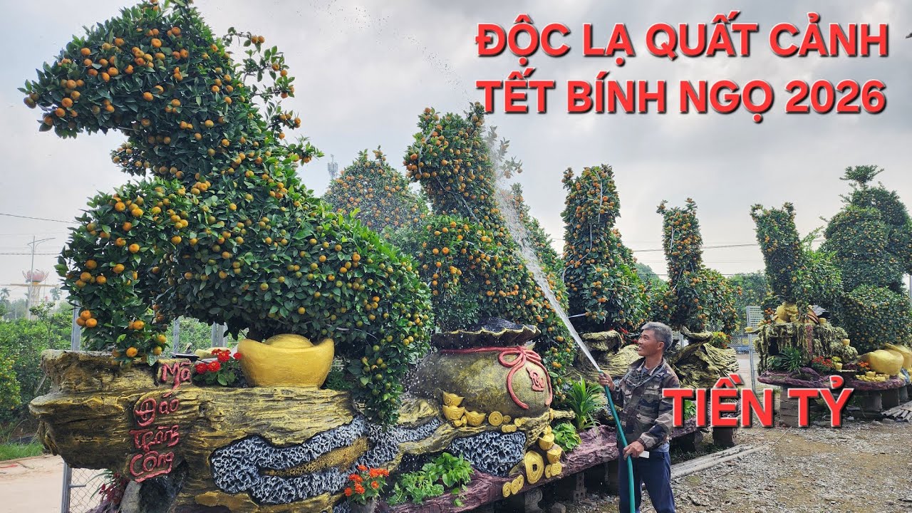 Quất tết tiền tỉ độc đáo nhất việt nam tết bính ngọ 2026