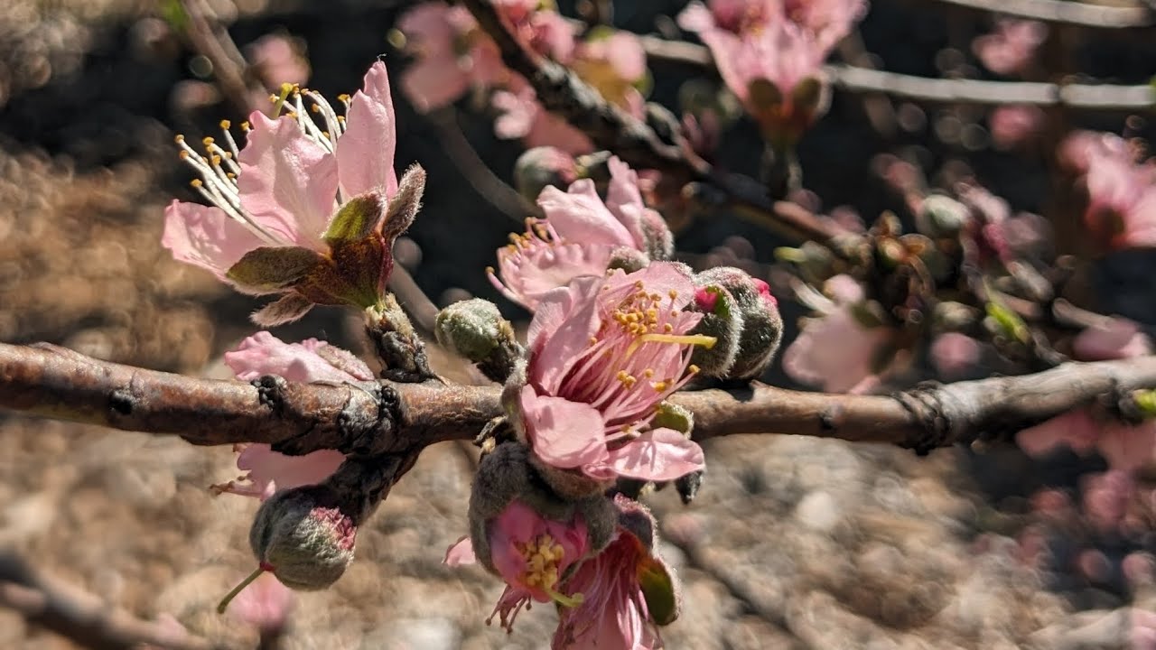 One Month After the Unusual Central Florida Freeze – Damage Update & Freeze-Resistant Mangoes