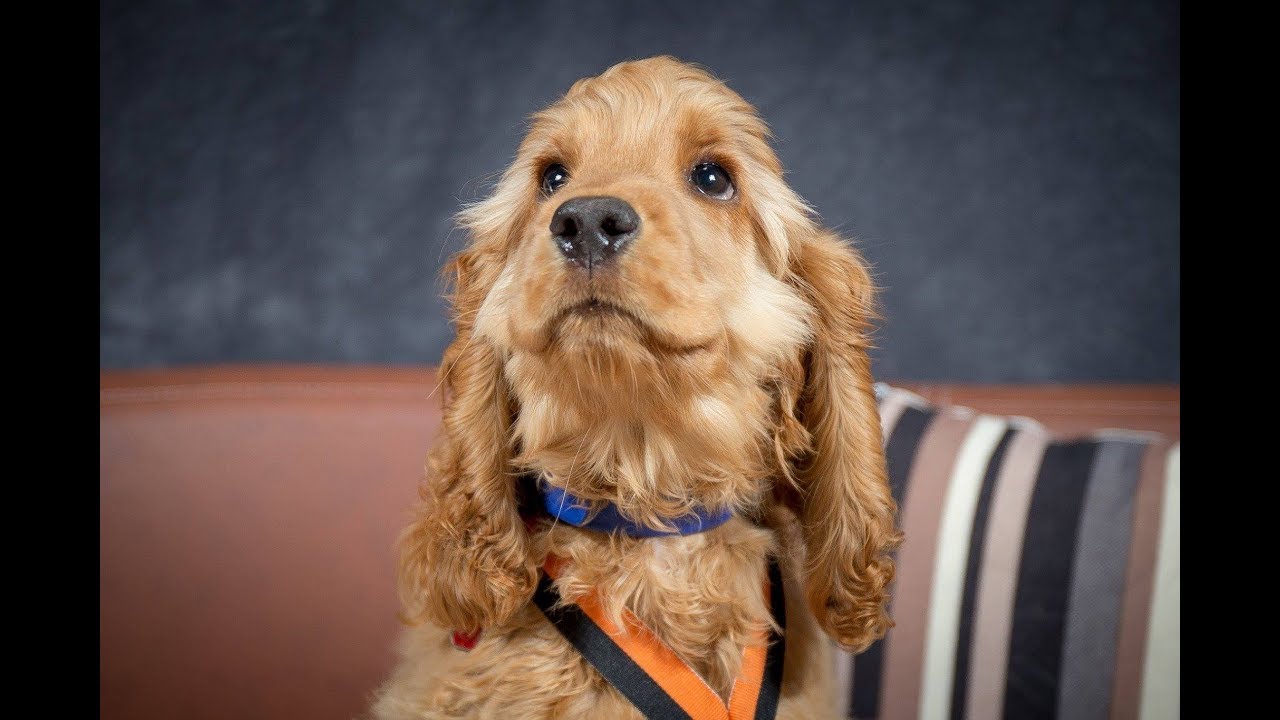 Luca - Cocker Spaniel Puppy - 2 Weeks Residential Dog Training