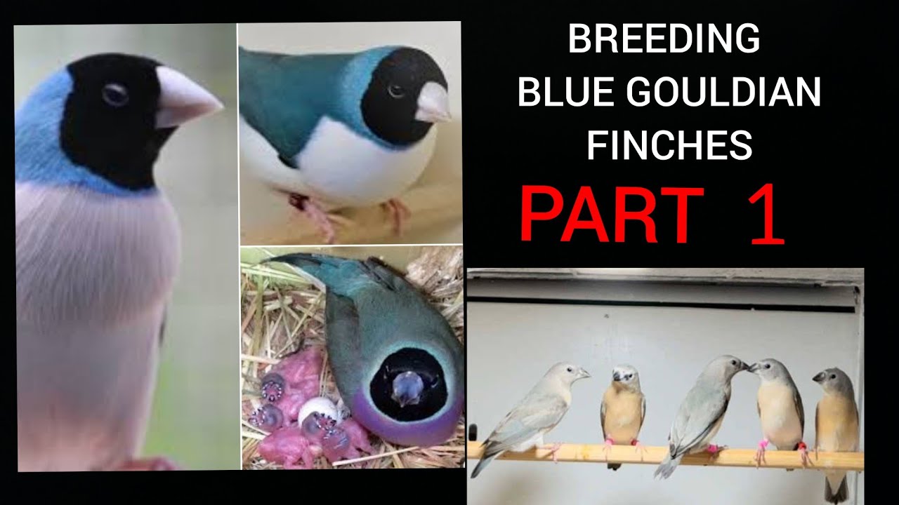 Blue Gouldian breeding series : PART 1 - Aviary preparation and purchase of new stock