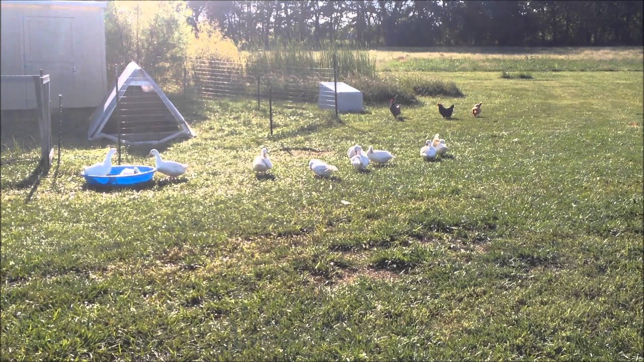 Backyard ducks, White Egg Layers, Homestead update