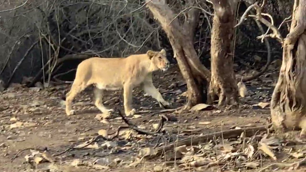 Lioness spotted in Gir National Park on 11th Feb 2021