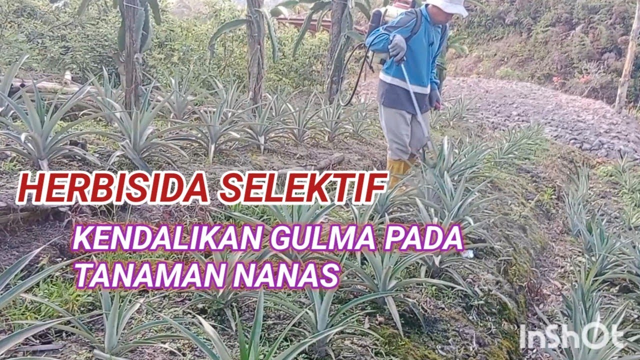 Mengendalikan Gulma Pada Tanaman Nanas Dengan Herbisida Selektif.